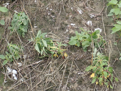 Palmer amaranth response to dicamba.