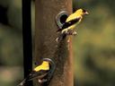 Bird Feeder