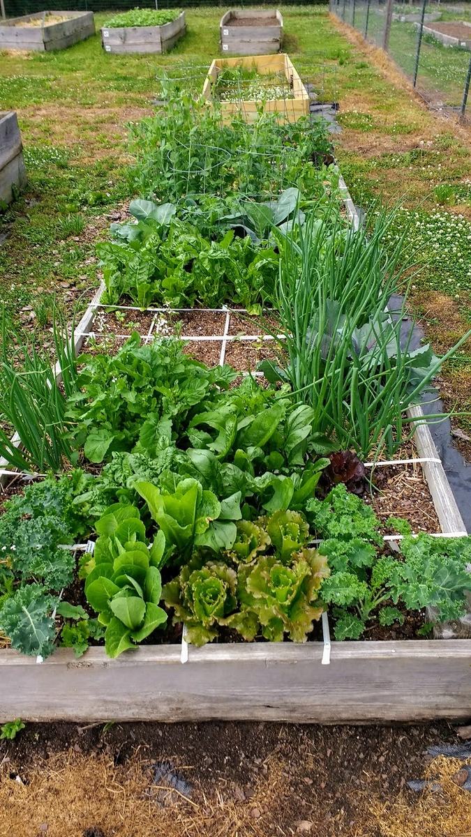 Square foot gardening demonstration bed.