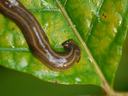 hammerhead worm