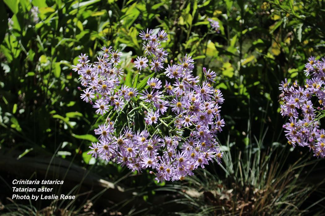 Close up image of tatarian aster flower with small, purple blooms