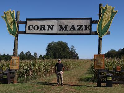 Entrance sign "CORN MAZE" over path into cornfield; man standing below.