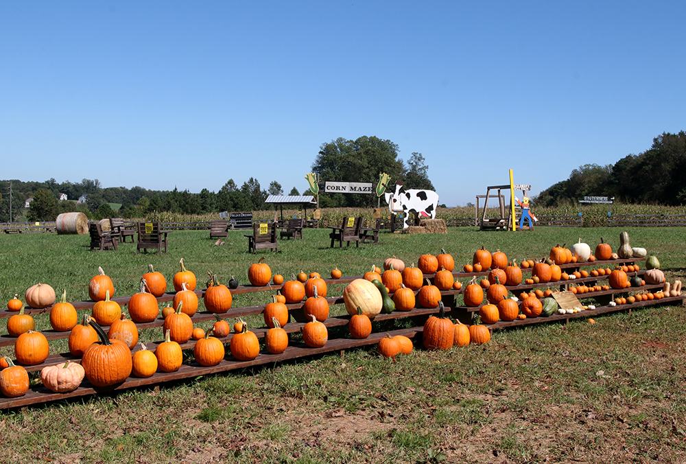 Pumpkins