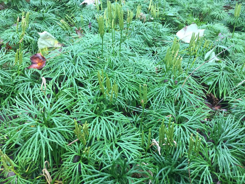 Lycopodium digitatum.