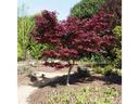 Japanese maple