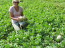 Person kneeling in a melon field holding two melons