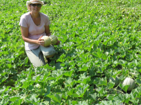 Person kneeling in a melon field holding two melons