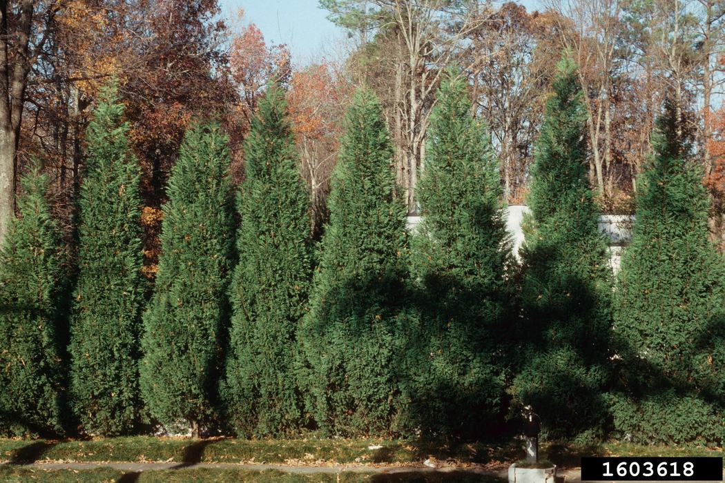 line of leland trees