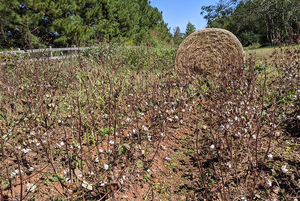 Cotton