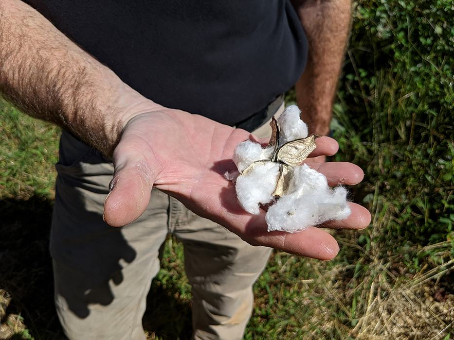 Cotton boll