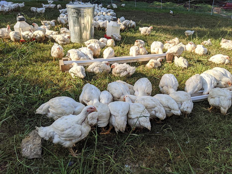 Poultry is processed at Dependable Poultry in Hurdle Mills