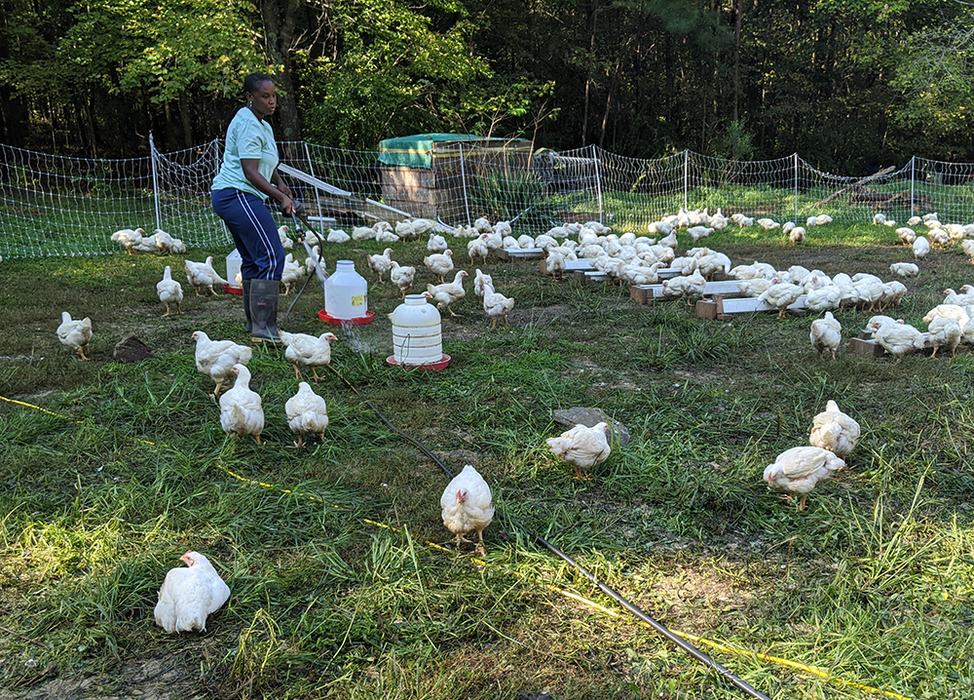 Chantel fills the waterers