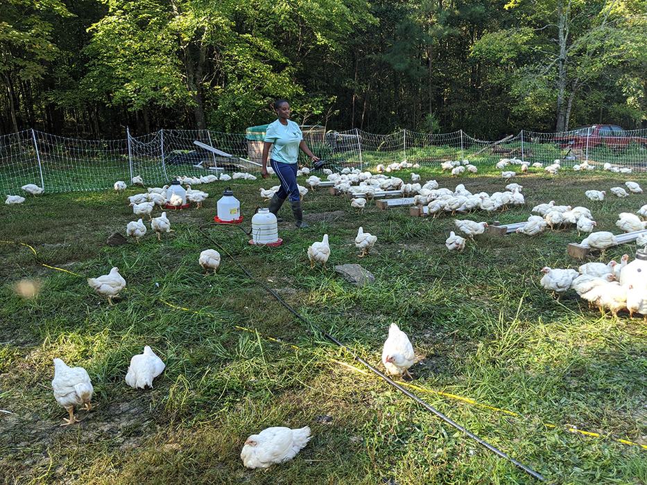 Chantel raises Cornish Cross chickens outdoors
