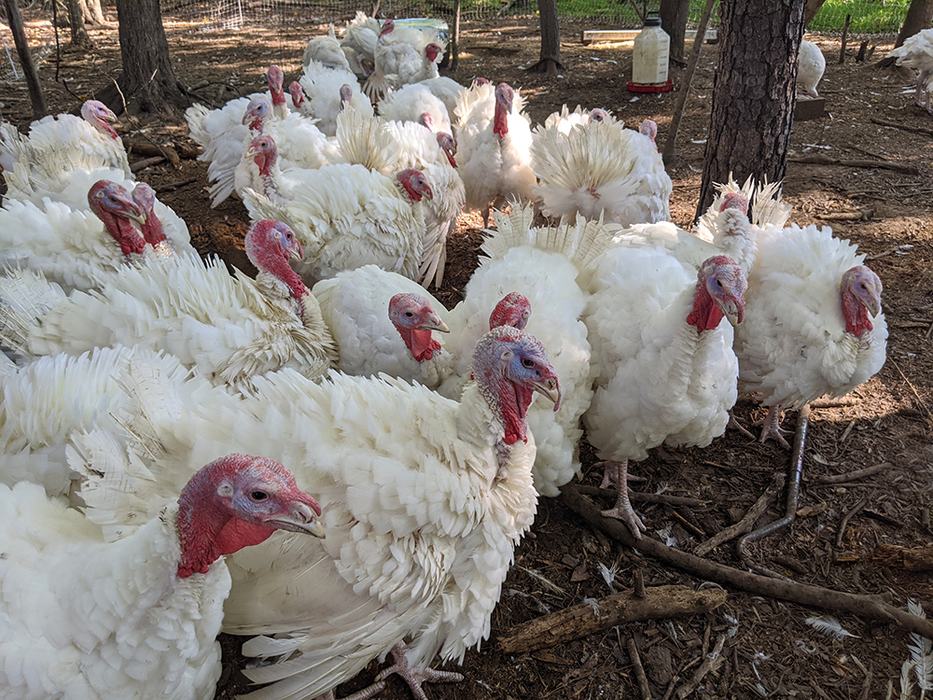 Broad-breasted white turkeys