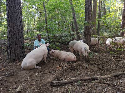 Person crouching in a wooded area with several pigs foraging and resting