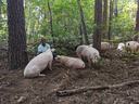 Person crouching in a wooded area with several pigs foraging and resting