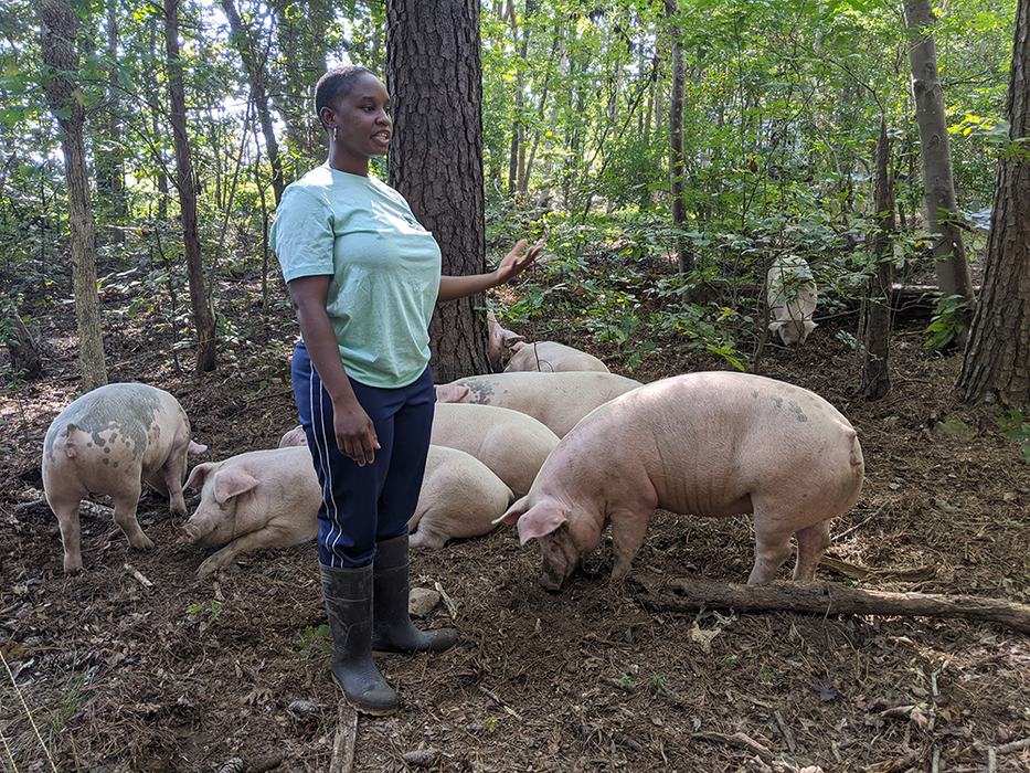 Woman working with pigs