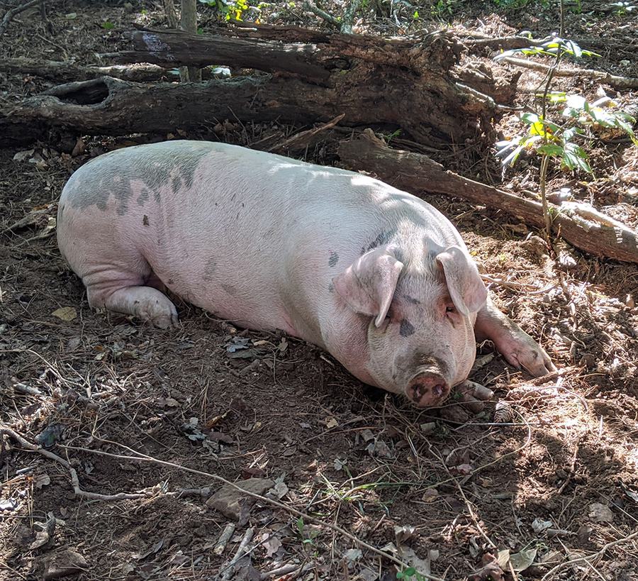 Pig looking at camera