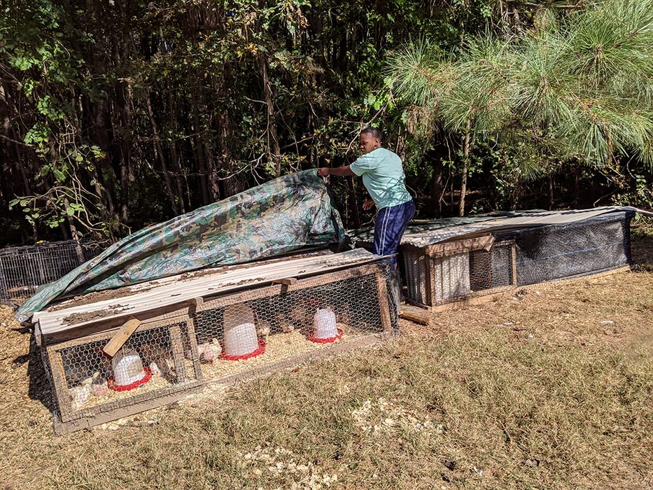 Brooder housing chicks