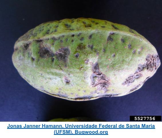picture of pecan with pecan scab