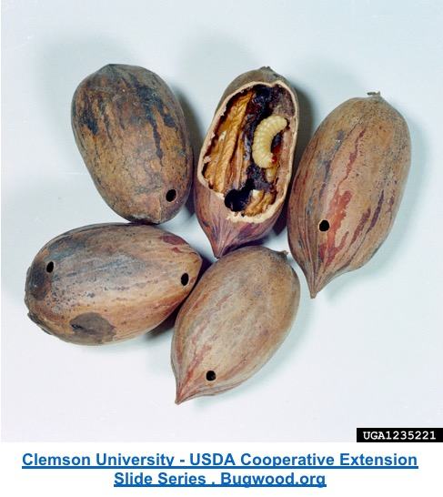 picture of several pecans with one cracked open showing a pecan weevil