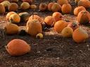 Scattered small and medium pumpkins on dry pine-needle–covered ground
