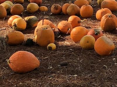 Scattered small and medium pumpkins on dry pine-needle–covered ground