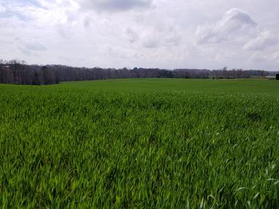 Wide green field of grass with a distant tree line under a cloudy sky