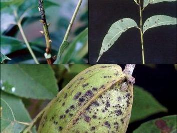 images of Pecan Scab
