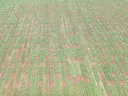 Field of rectangular green crop plots spaced across red-brown soil, viewed from above