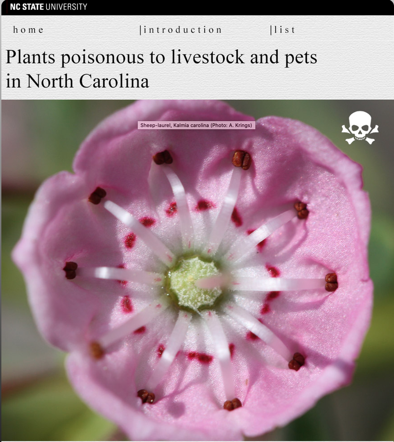 Poisonous plant