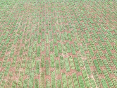 Field of rectangular green crop plots spaced across red-brown soil, viewed from above