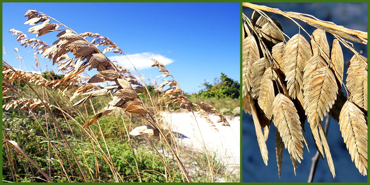 sea oats