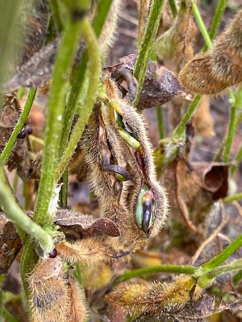 Soybean pods