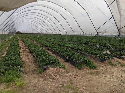 Greenhouse with long rows of strawberry plants on raised beds
