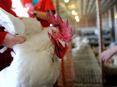 hands holding a white chicken under the wings