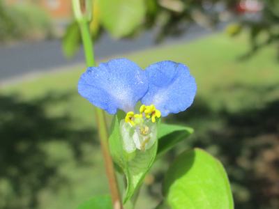 Dayflower blue petals