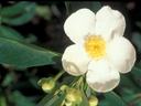 franklinia altamaha