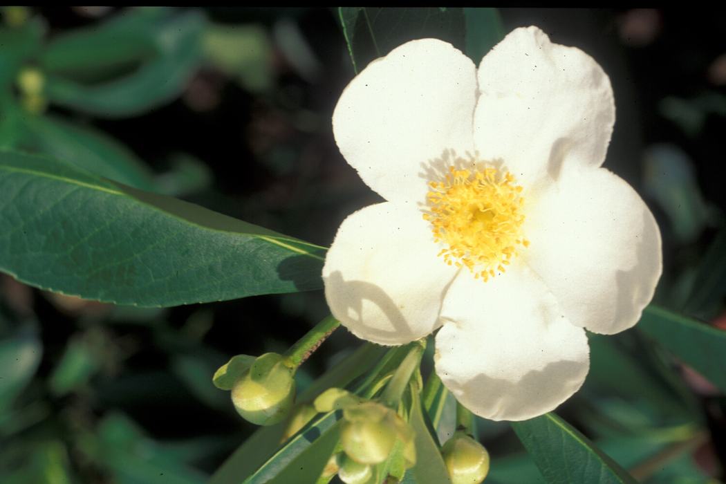 franklinia altamaha