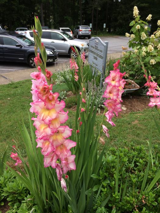 gladiolas