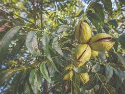 up close picture of a pecan tree with pecans that are not ready