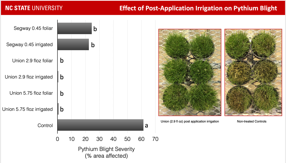 Pythium blight