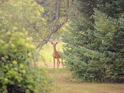 Deer standing in a grassy clearing between trees, facing the camera