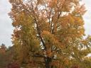 sweetgum fall color