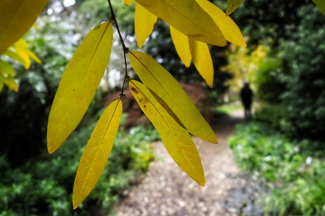 A person walks along a pathway (trail). Photo by Marc Hall