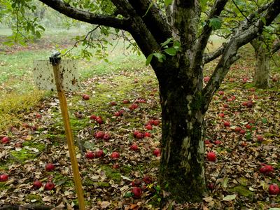 Stink bug trap in apple orchard, late season