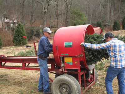 Baling Fraser fir Christmas Tree