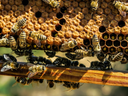 Honeybees on a hive