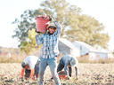 sweet potato field with three farmers, one worker standing up is smiling and holding a red basket of sweet potatoes