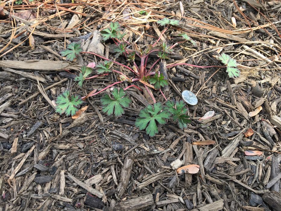 Carolina geranium